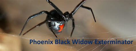 Mesa Black Widow Exterminator Varsity Termite And Pest Control