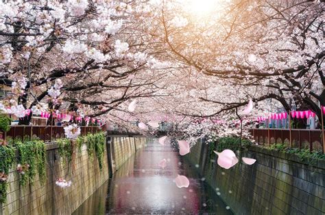 Japanese Sakura Blossom
