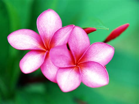 Very Beautiful Flowers Aliamiri Official On Twitter Very Beautiful