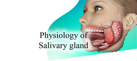 Diagram Of Salivary Glands