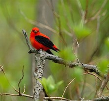 Image result for A Scarlet Tanager