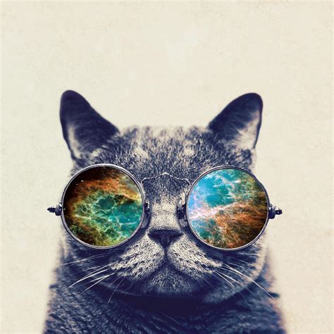 Aesthetic Wallpapers Cat With Glasses Garoto Reclamao