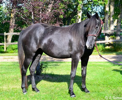 Grey Filly Registered Kentucky Mountain Saddle Horse And Rocky