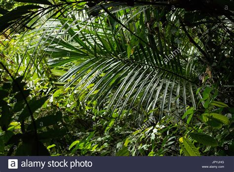 Tropic Forest Hi Res Stock Photography And Images Alamy