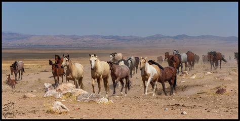 Wild Horses Of That Utah West Desert Horses Wild Horses Wild Mustangs