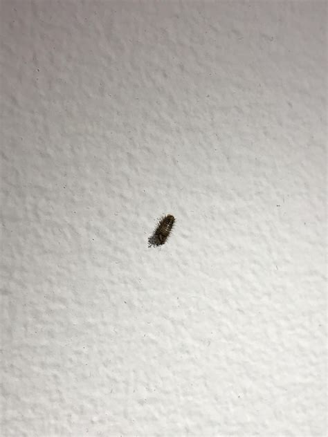 What Is This Bug Found On And Near My Beds Fabric Lined Headboard
