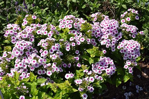 Ka Pow White Bicolor Garden Phlox Phlox Paniculata Balkapowibi In