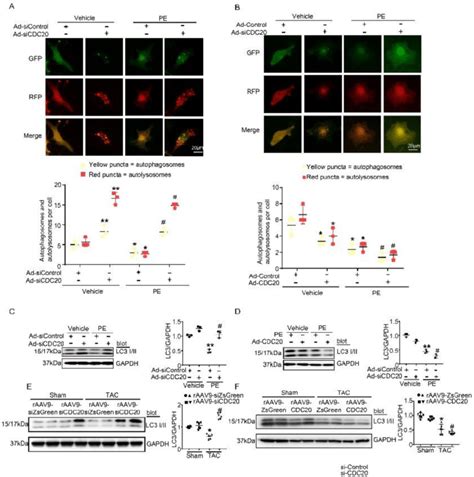 Cdc20 Regulates Autophagic Flux And Lc3 Stability A Download