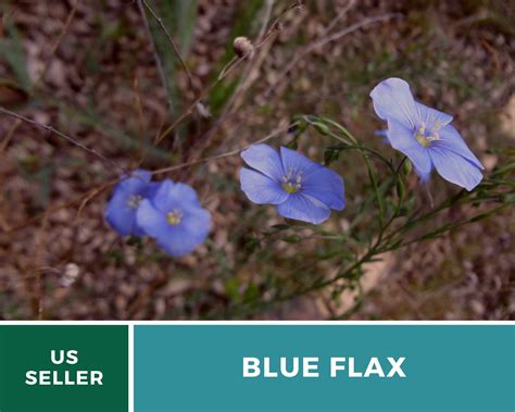 Flax Blue Prairie Flax Heirloom Seeds Etsy