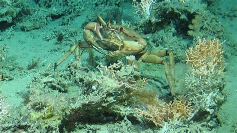 four coral reefs discovered in atlantic ocean bbc news