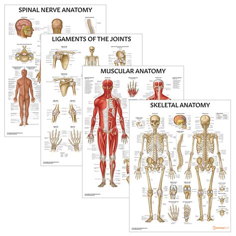 Anatomy Poster Bundle Laminated Muscular Skeletal Ligaments Spinal Nerves