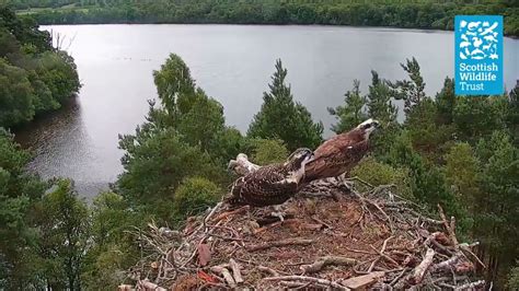 Young Osprey Takes First Flight At Loch Of The Lowes Scottish Wildlife Trust