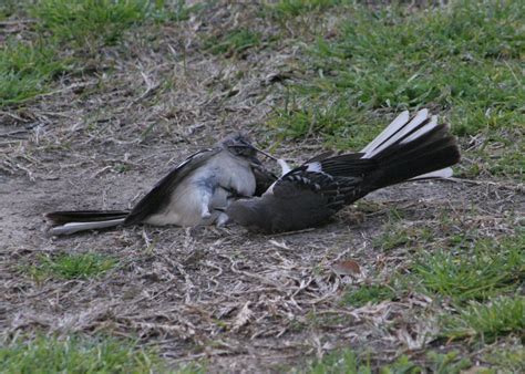 Snapper Ii Dueling Or Mating Mocking Birds