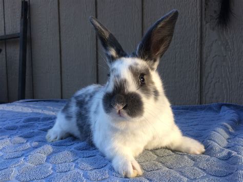 New zealand rabbits are available in five colors recognized by the american rabbit breeders' association (arba): New Zealand rabbit Rabbits For Sale | Bath Township, MI ...