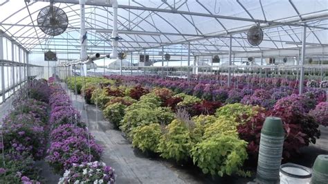 Get latest info on plant nursery, suppliers, manufacturers, wholesalers, traders, wholesale suppliers with plant nursery prices for buying. Plant Nursery Keeps Southeast Georgia Landscapes Beautiful ...