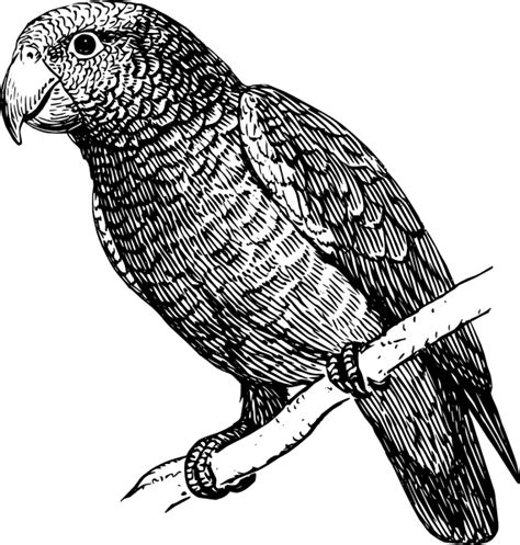 Use these free parrot png black and white #11331 for your personal projects or designs. Parrot Clip Art at Clker.com - vector clip art online ...