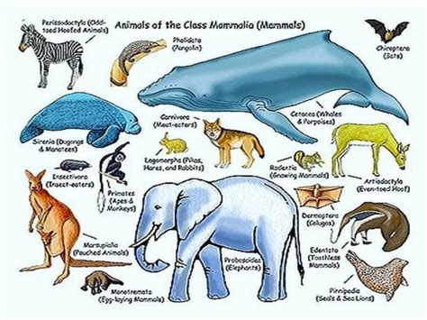 Classification Of Mammals Theria