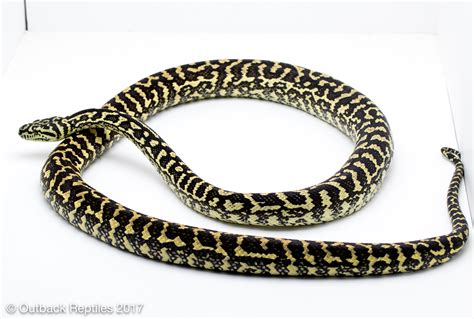 Pythons Outback Reptiles
