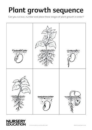 Plant Growth Sequence Early Years Teaching Resource Scholastic