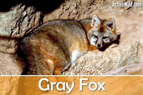 Gray Fox Facts A Common But Elusive Nocturnal American Canid