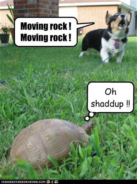 Funny Animal Pictures Of The Day 21 Pics Daily Lol Pics