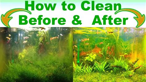 Aquascaping How To Clean A Freshwater Fish Tank Trim Plants