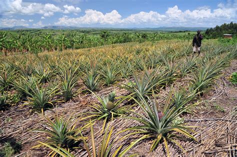 Pineapple Farm A Pineapple Farm In The Ntungamo District O Flickr