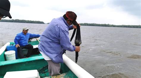 Biólogos Actores Relevantes En El Estudio De La Pesca Sostenible En