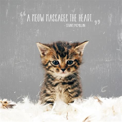 Cat Love Quotes Photos