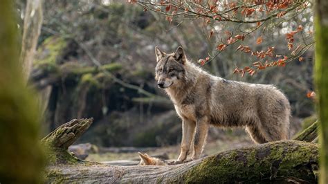 Download Wallpaper 2560x1440 Wolf Look Forest Qhd Background