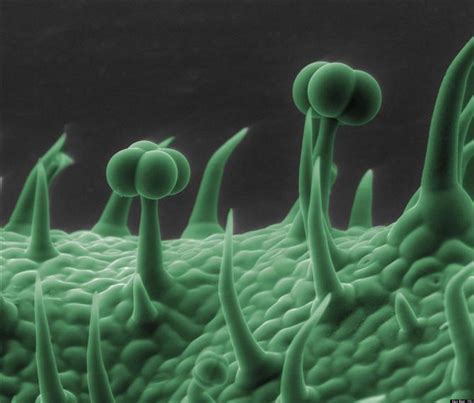 electron microscope photos show spider skin coffee dandelions tomato in extreme close up