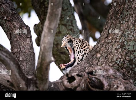 Wild Majestic Leopard A Big Cat Yawing And Showing His Fangs In A