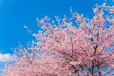 The condition or time of flowering. All you need to know about Sakura - the Japanese Cherry Blossom trees | The Official Tokyo ...