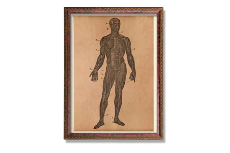✓ free for commercial use ✓ high quality images. Muscle anatomy print Anatomical chart Vintage medical illustration Medical poster Doctor gift ...