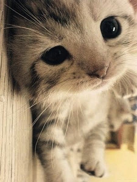 48 Kittens Giving You Kitty Cat Eyes Animals And Pets Funny Animals