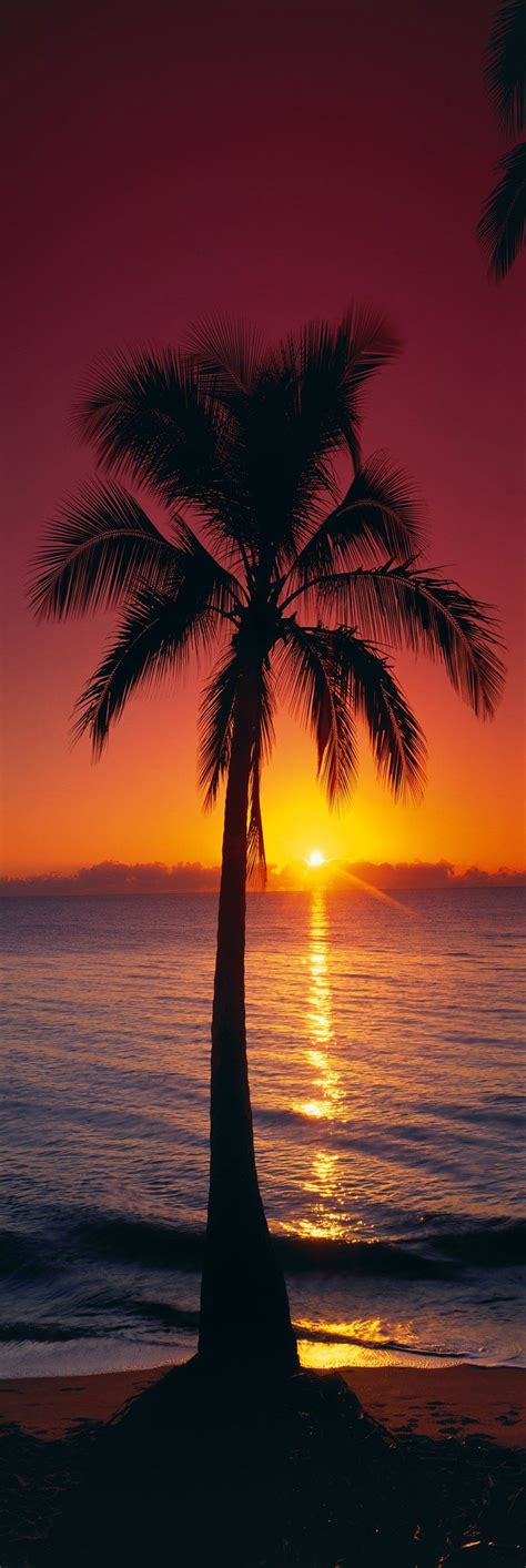 Tropical Sunrise Beautiful Landscapes Beautiful Sunset Sunset