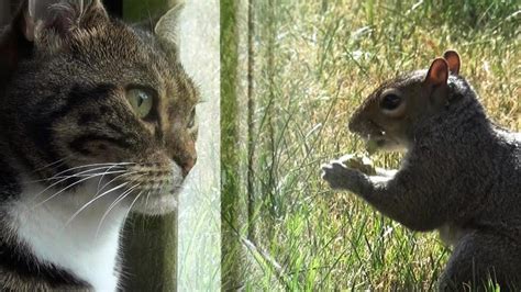 Squirrel Versus House Cat Catch Me If You Can Youtube