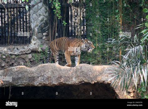 Sumatran Tiger The Sumatran Tiger Is A Population Of Panthera Tigris