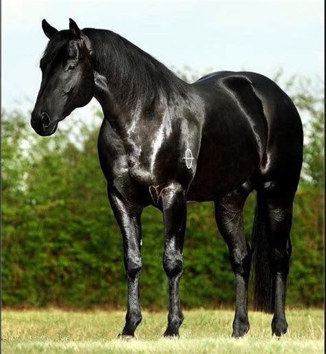 pin  evelyn harrison  horses ponies equine horses quarter horse black horses