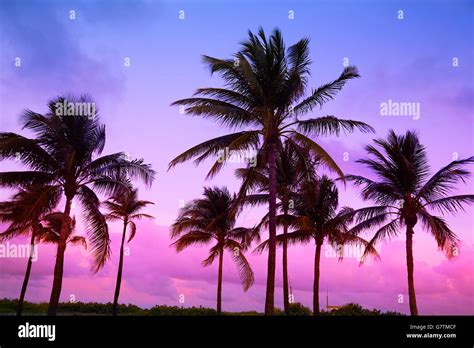 Miami Beach South Beach Sunset Palm Trees In Ocean Drive Florida Stock
