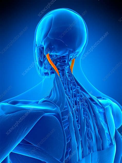 Neck Muscles Illustration Stock Image F0169380 Science Photo