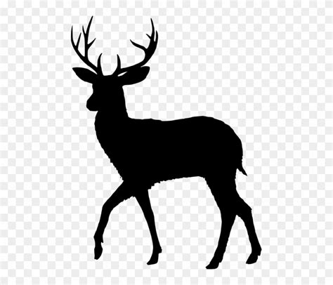 Silhouette Fallow Deer Dama Dama Male Wild Animal