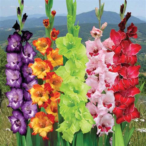 Bulbs may flower for only a few weeks each year, but multiplied by scores of blossoms over a lifetime, flowering bulbs make a garden magical. Gladiolus- The August Flower - City Blossoms