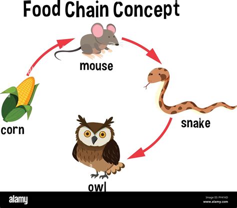 Food Chain Model