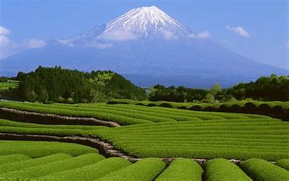 Sawah Fuji Gunung Pemandangan Landscape Mountain Field