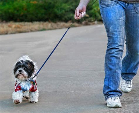 10 Tips Para Sacar A Pasear A Tu Perro Adoptamx