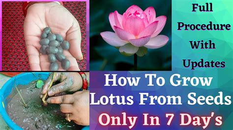 How To Grow Lotus Plant At Home From Seeds ।। Grow Lotus Plant Full