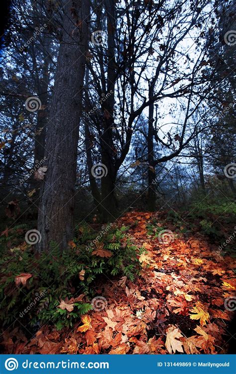 Orange Autumn Leaf Pathway Through Dark Forest Stock Image Image Of