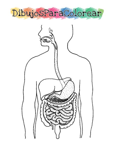 Aparato Digestivo O Sistema Digestivo Para Colorear