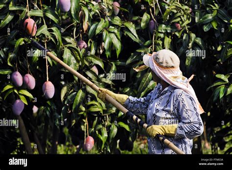 Picking Mango Hi Res Stock Photography And Images Alamy